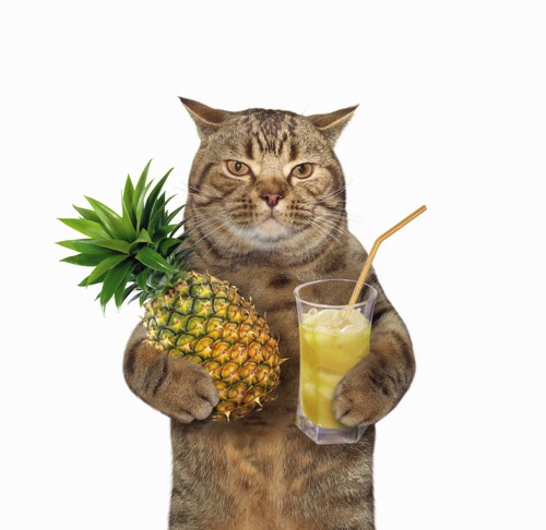 パイナップルジュースと猫
