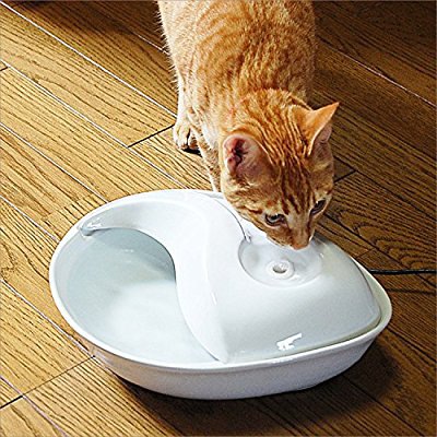 水をのむ猫