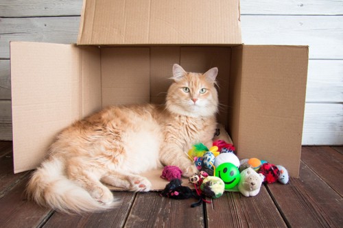 箱におもちゃと入る猫