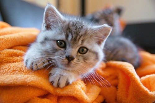 オレンジの毛布の上でくつろぐ子猫