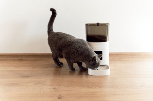 猫と自動給餌器