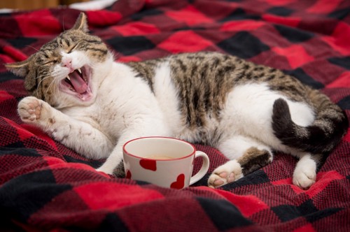 コーヒーとあくびする猫