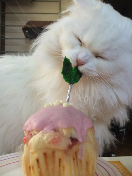 ケーキの飾りをかじる白猫