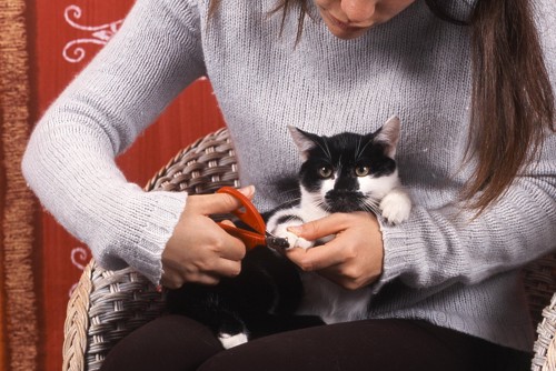 猫の爪を切る女性