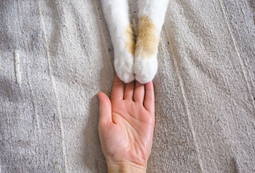 手を取り合う猫と人