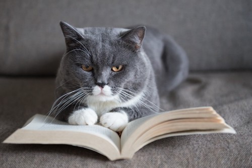 開いた本の上に乗るグレー×白の猫