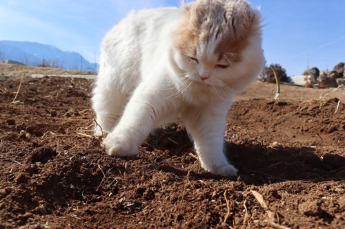 地面を掘る猫