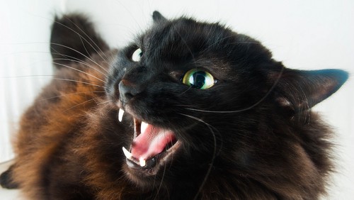 激しく威嚇する黒猫