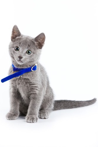 青い首輪の子猫