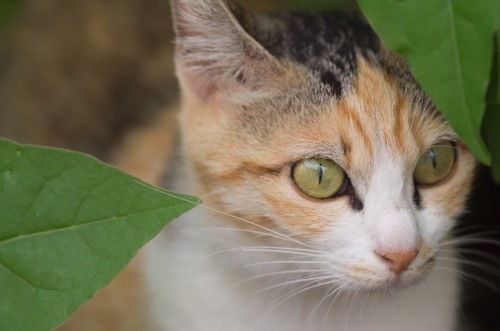 緑色の猫の目