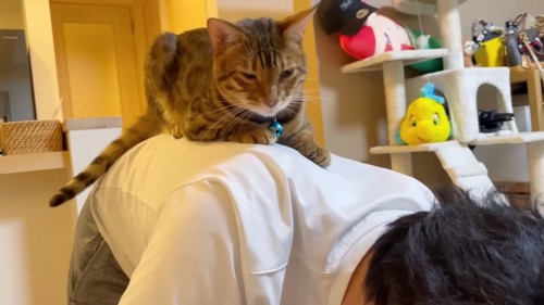 人の背中の上に乗る猫