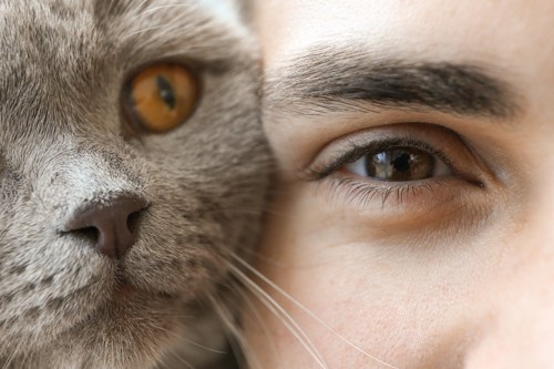 猫と人の目
