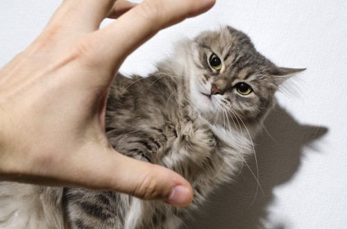 手を恐れる猫