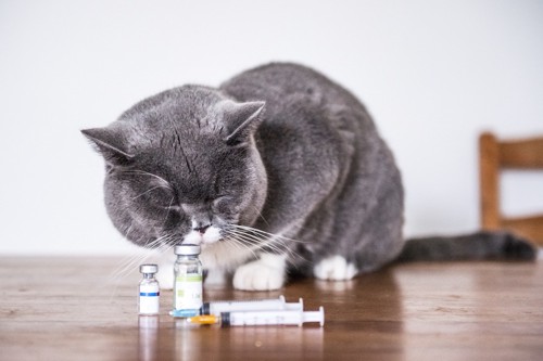 薬のビンの匂いを嗅ぐ猫