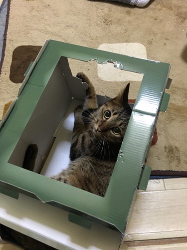 箱で遊ぶ猫