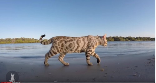水辺のベンガル猫