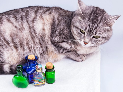 猫と香水