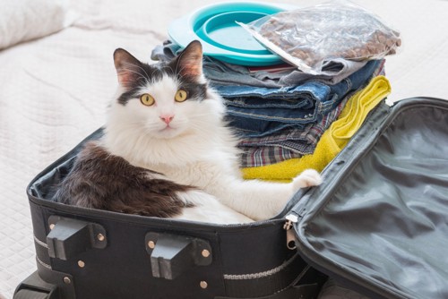 スーツケースの中にいる猫