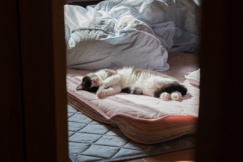 人間のベッドで眠る猫