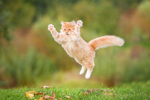 芝生で大きくジャンプする猫