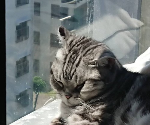 窓辺でくつろぐ猫