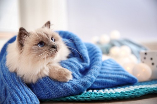 セーターにくるまる猫