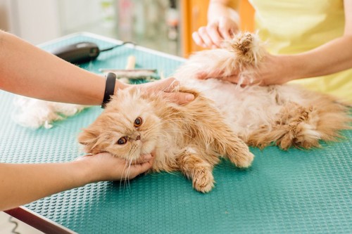 バリカンで毛を刈られている猫