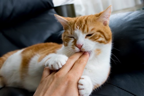 人の指を抱えて舐める猫