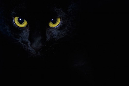 暗闇の中で瞳が光る黒猫