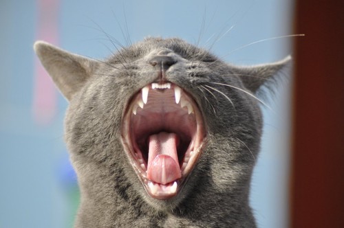 大きく口を開ける猫の顔アップ