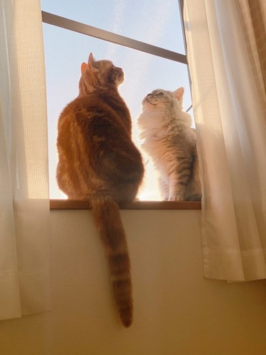 窓辺にいる2匹の猫