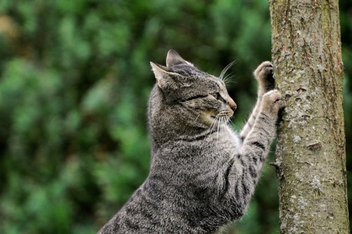 木で爪をとぐ猫