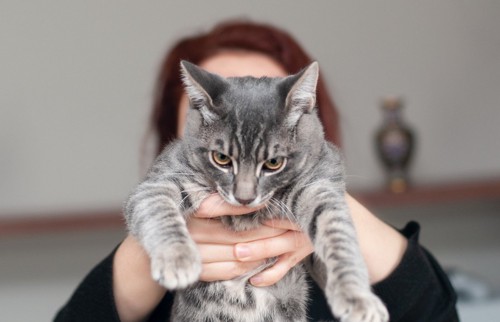 脇を持って抱き上げられる不機嫌な猫
