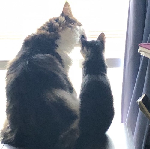 仲良く外を見る猫たち