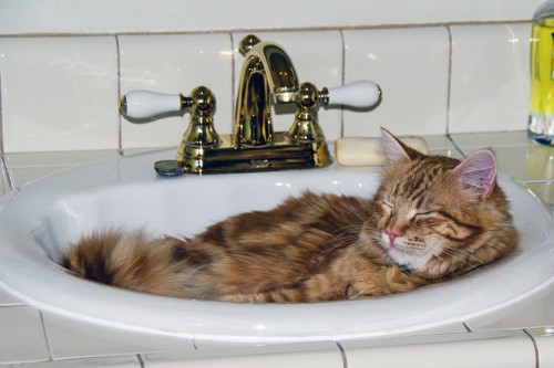 洗面台の中で寝ている猫