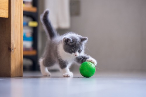 ボール遊び中の猫