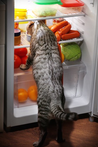 冷蔵庫に顔を入れて覗く猫