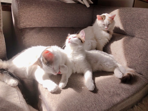 ソファの上でくつろぐ3匹の猫