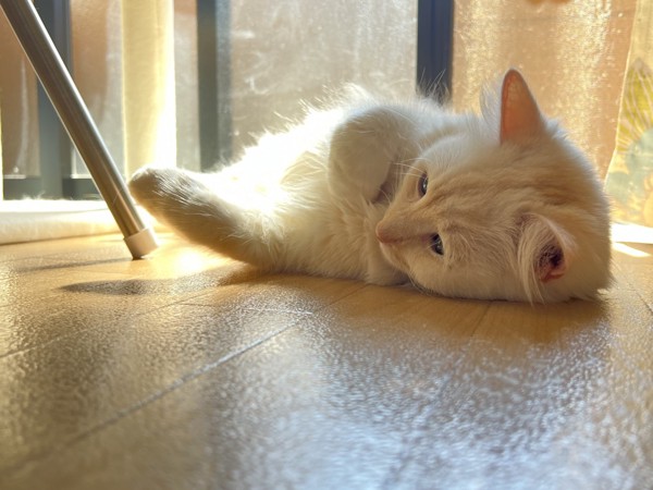 猫 マンチカン ラテの写真