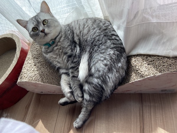 猫 ミヌエット ホタルの写真