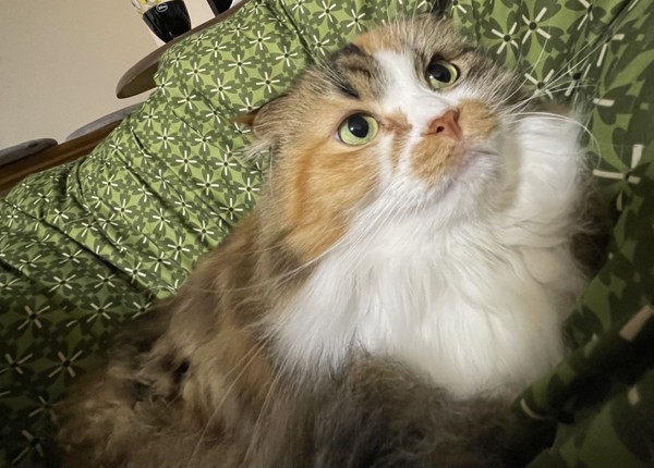 猫 ミヌエット ナミの写真