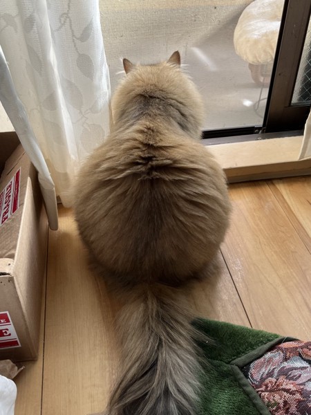 猫 ミヌエット 菊丸の写真