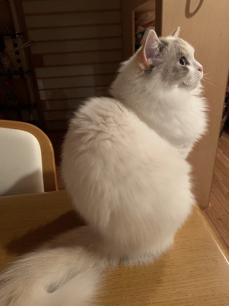 真っ白でふわふわの猫