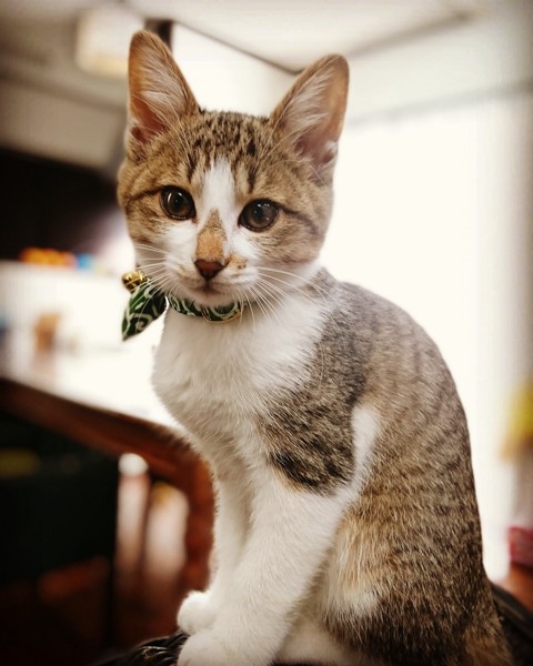 猫 キジシロ パルム😻の写真