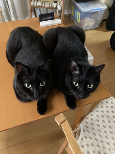 猫 黒猫 クロロとマイケルの写真