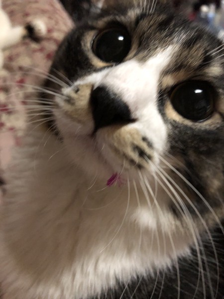 猫 サバトラ チュムの写真