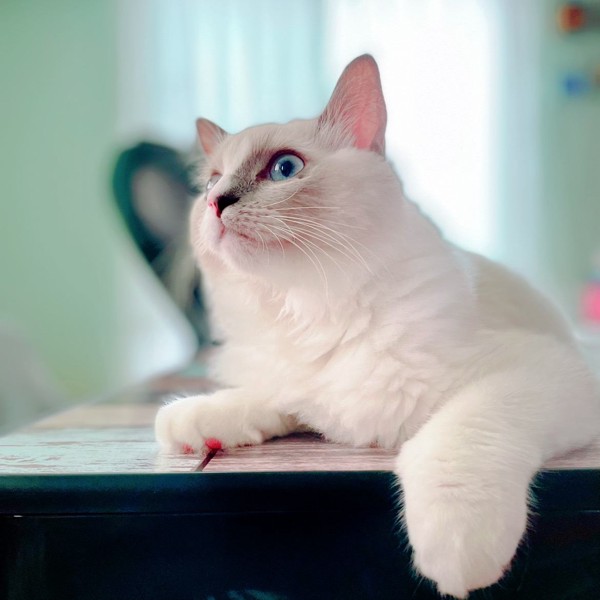 猫 ラグドール サラの写真