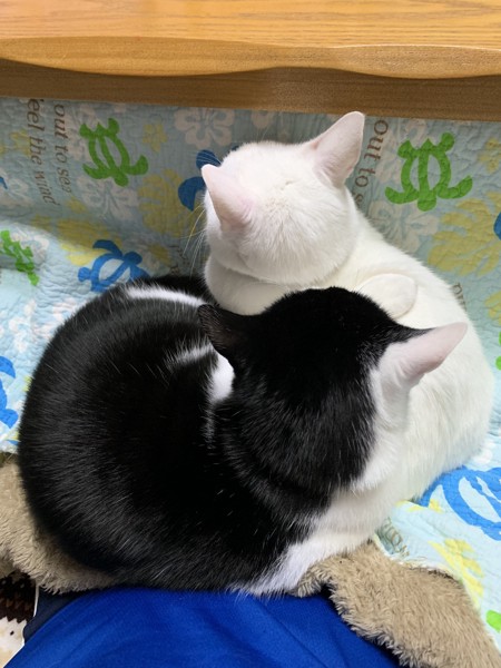 膝の上で寝る２匹の猫