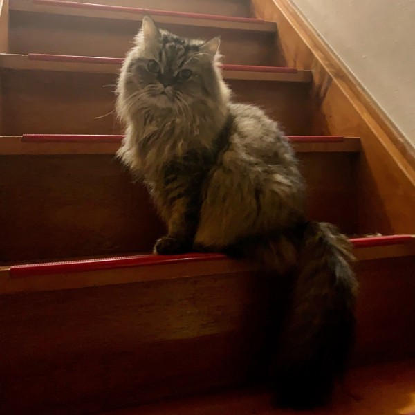 猫 チンチラペルシャ ココアの写真