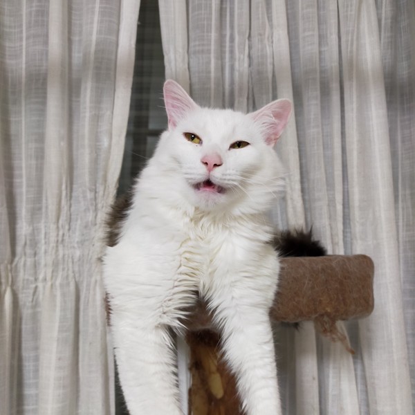 猫 ラグドール クールの写真